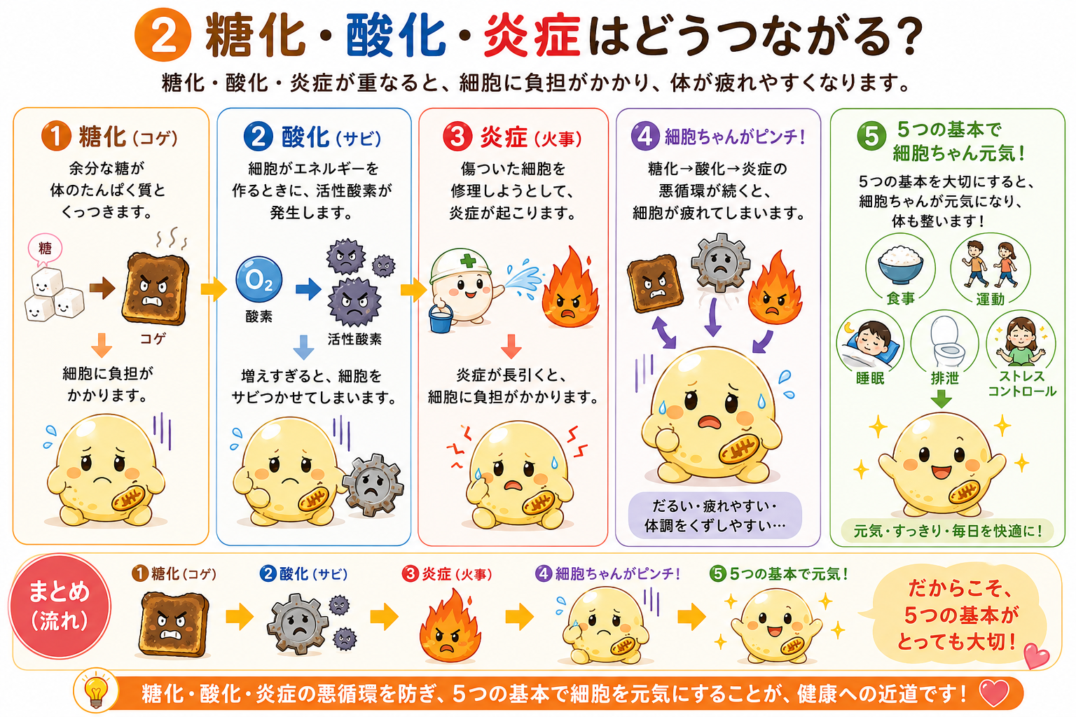 細胞に起こる3つの変化